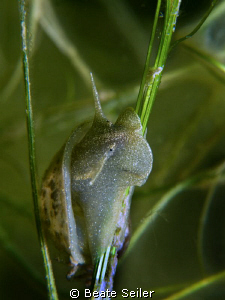 Freshwater snail , Taken with Canon G10 und UCL165 by Beate Seiler 